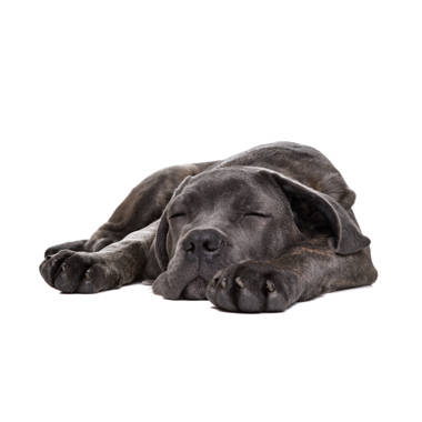 Cane clearance corso items